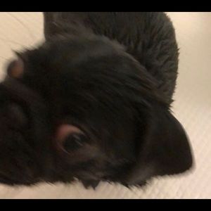 Meet your Posher, Abby